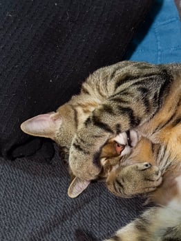 Tabby cat covering its face with paws while comfortably napping on a dark and blue fabric. Adorable pose perfectly captures the essence of tranquility and feline relaxation. photo