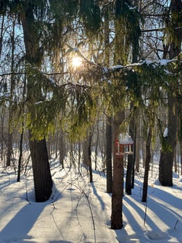 Snow covered park road with snow covered bare trees, after a snowfall. Winter in urban city parkland. Winter season and north cold country concept photo