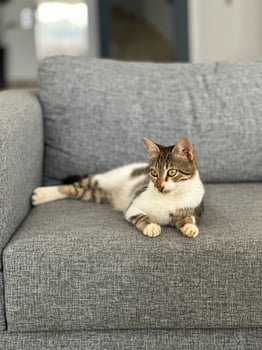 Relaxed cat lounges gracefully on a comfortable gray sofa, calm and contentment. Minimalist interior and cozy atmosphere of the indoor space. Pet and couch potato concept photo