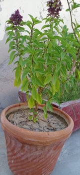 Sweet Basil Plant with Flower photo