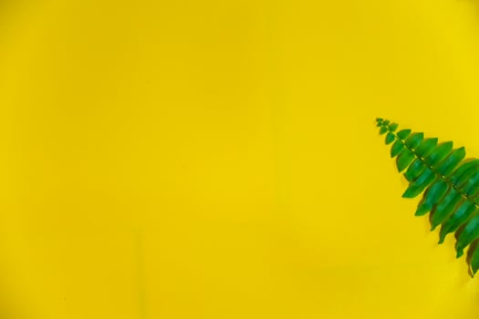 yellow background with green tropical plant branch photo