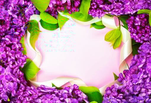 beautiful dark purple fresh lilac on the pink background, purple background photo