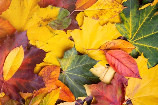 Autumn background of yellow and colored leaves, photo
