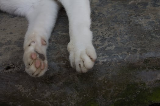 the white color of a cat's hoofed feet photo
