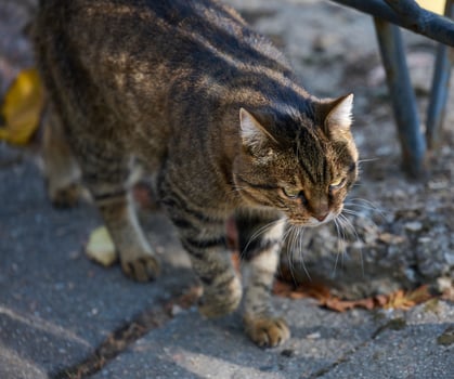An adult stray cat walks along a path on a summer day photo