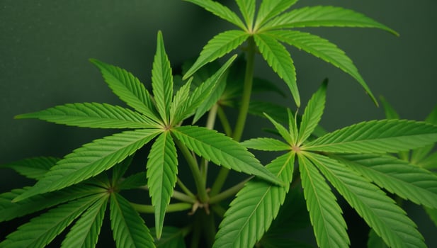 Marijuana plant wallpaper showcasing intricate cannabis leaf patterns photo