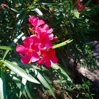 Oleander Plant with Flowers photo