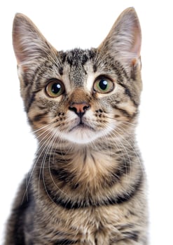 Purring tabby cat, white background, International Cat Day, captivating gaze, whiskers visible, photo