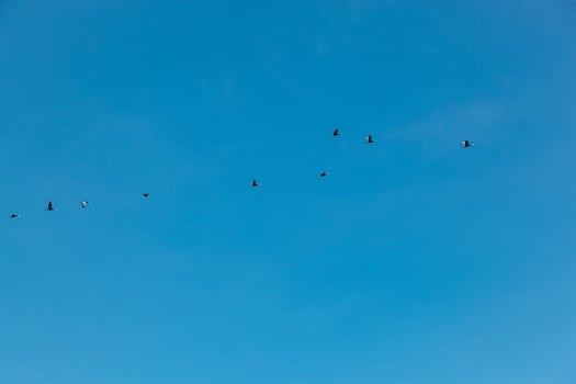 a flock of birds flying in the blue sky photo