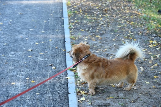 a small dog is standing on the side of the road photo