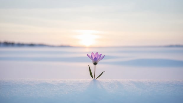 A single flower is standing in the snow photo