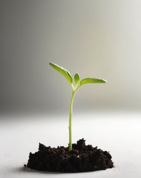A small plant sprouting from the ground photo