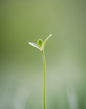 A Single Green Sprout Reaching Upwards in a Blurred Green Background. photo