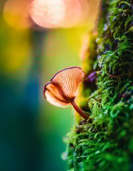 Macro Shot of Nature Life in Forest , Detailed Forest Nature Photography photo