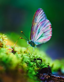 Macro Shot of Nature Life in Forest , Detailed Forest Nature Photography photo