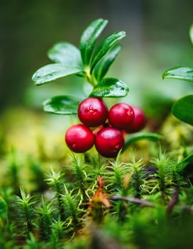 Macro Shot of Nature Life in Forest , Detailed Forest Nature Photography photo