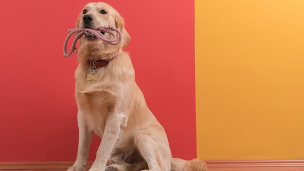 Adorable Golden Retriever breed dog photo