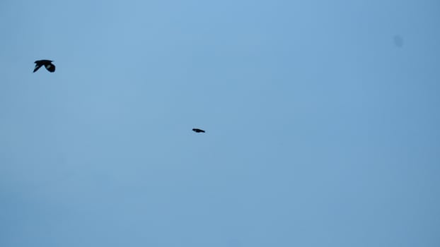photography of birds flying in the blue sky photo