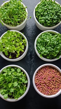 Variety of microgreens growing in pots on dark background photo