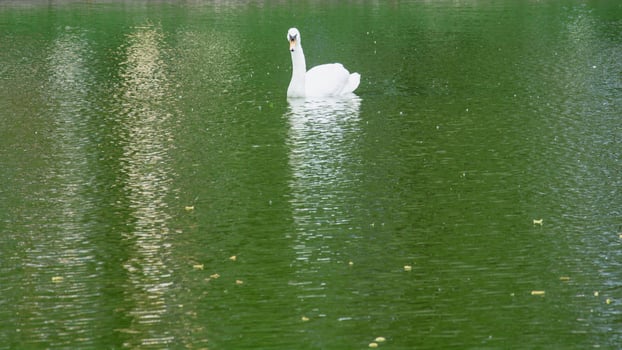 A swan is swimming in a lake photo
