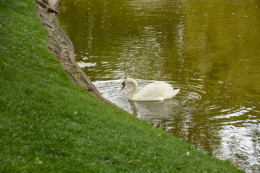 A white swan swimming in a pond photo
