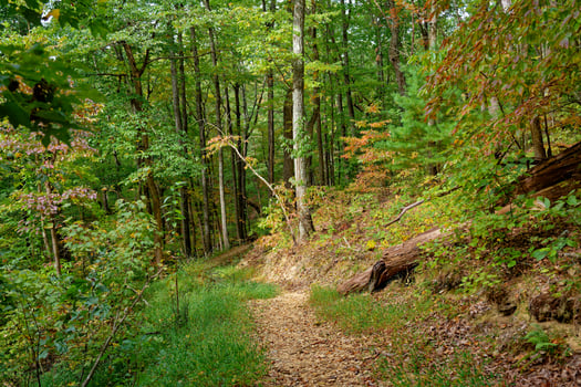 Trail in the woods in autumn photo