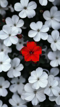 A single red flower standing out among multiple white flowers. Showcase stands out from the crowd. Concept of contrast, uniqueness, individuality, and beauty in difference. photo