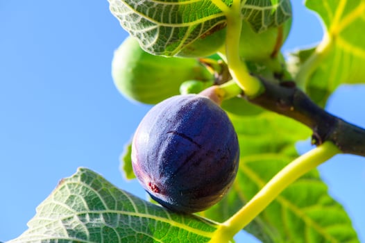Figs on the branch of a fig tree photo