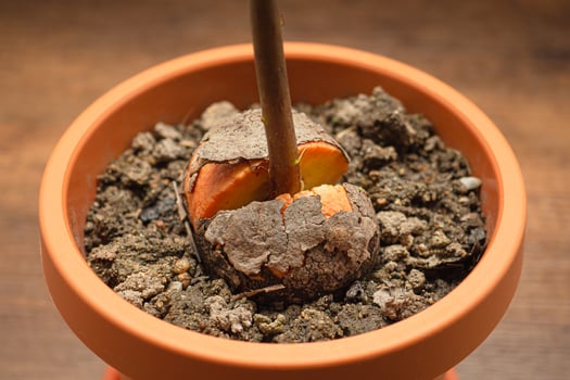Macro shot of sprouted avocado seed planted in a potted photo