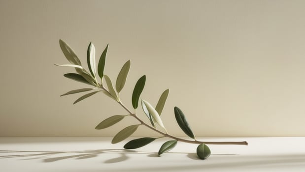 Olive branch on white background photo