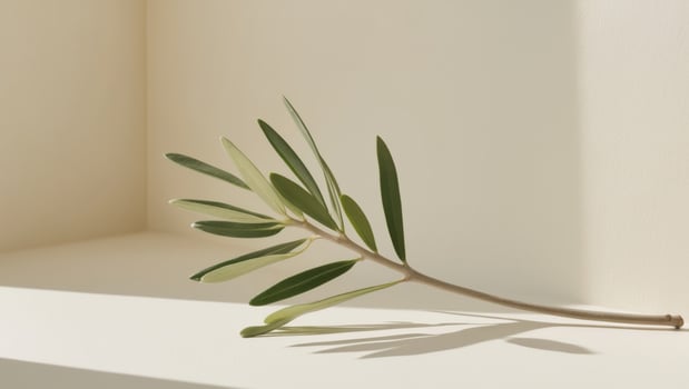 Olive branch on white surface photo