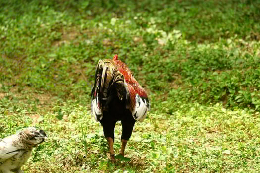 kampong chickens roam the yard photo
