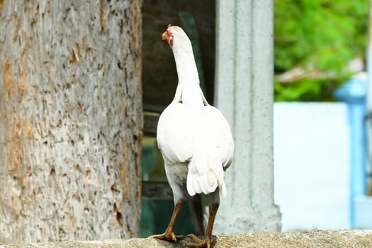 kampong chickens roam the yard photo