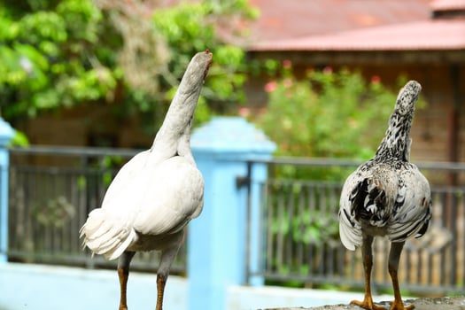 kampong chickens roam the yard photo