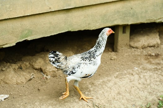 kampong chickens roam the yard photo