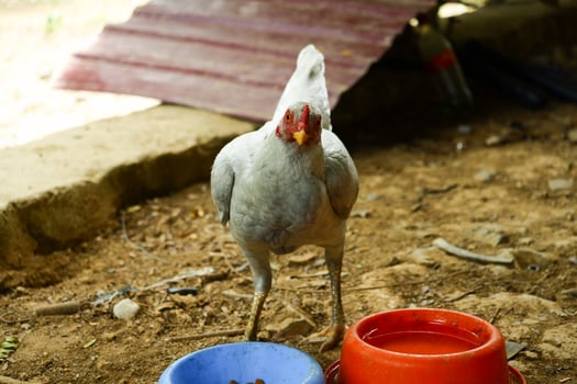 kampong chickens roam the yard photo