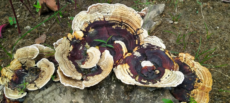 Black fungus grows on rotting wood photo