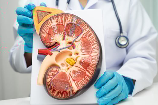 Chronic kidney disease, doctor with model for treatment urinary system, urology, Estimated glomerular filtration rate eGFR. photo