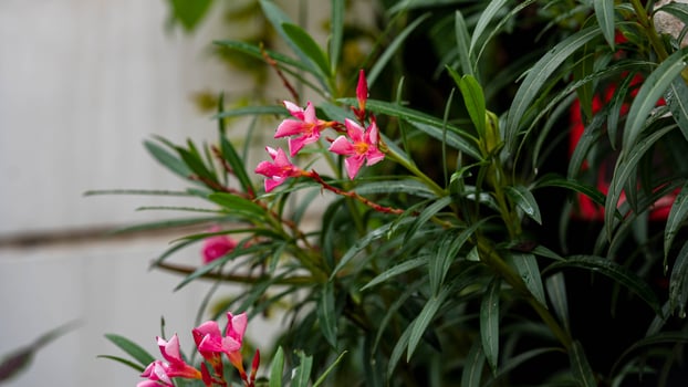 Oleander, Sweet Oleander, Rose Bay blooming in the garden photo