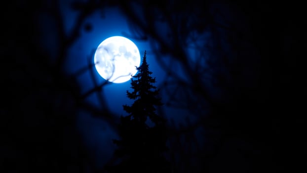 full moon illuminates a tall tree the night photo