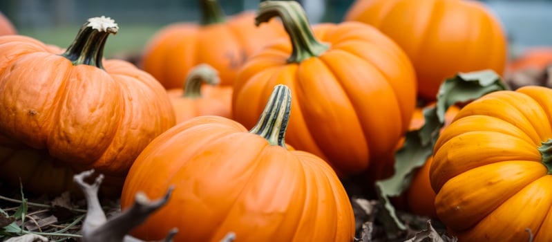 cluster ripe pumpkins with textured surfaces green stems photo