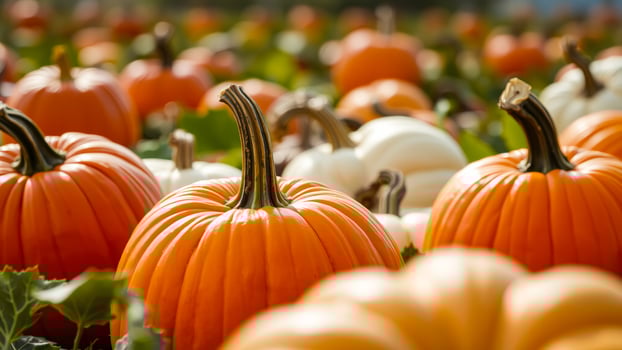 close- a ripe pumpkin photo