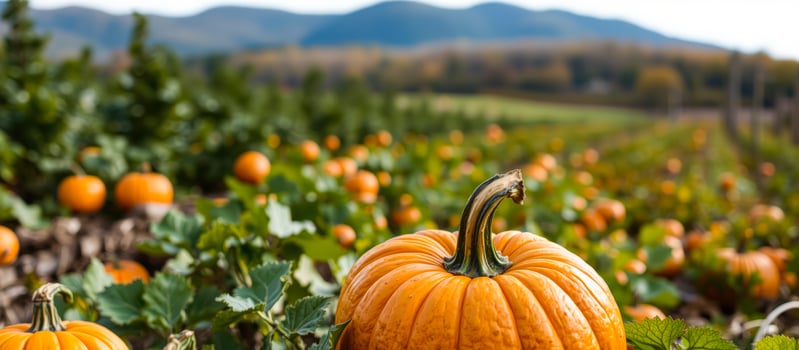 ripe pumpkin a field photo