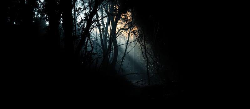 sunlight filtering through a dusty forest path photo