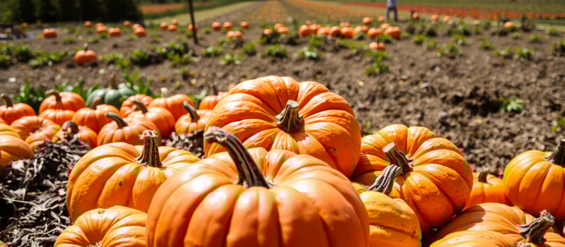 ripe pumpkins a fall field photo