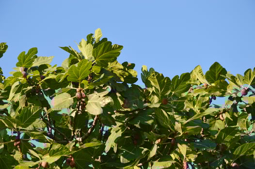 Green tender leaves and fig fruits on a tree against the blue sky on a sunny summer day. photo