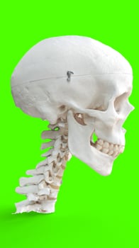 human skull and neck with green background photo