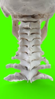 human skull and neck with green background photo