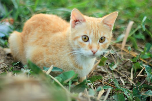 Orange Cat Close Up photo