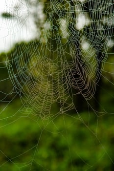 Spider on a spider web in the forest, close-up photo